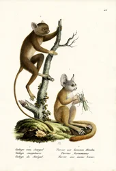 Senegal Bushbaby